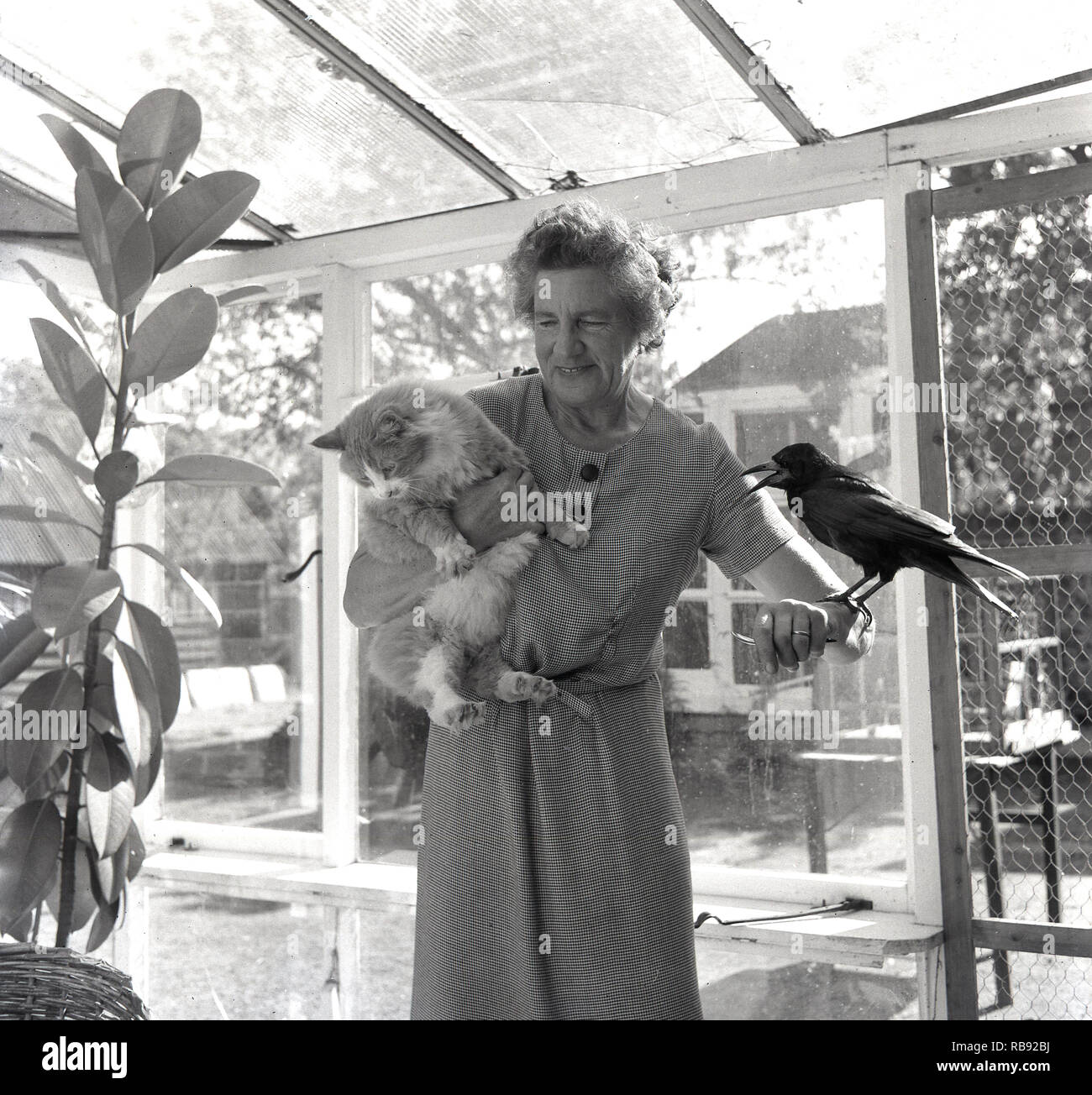 1965, signora anziana in piedi in veranda sul retro con i suoi animali domestici, un gatto e un uccello rook, England, Regno Unito Foto Stock