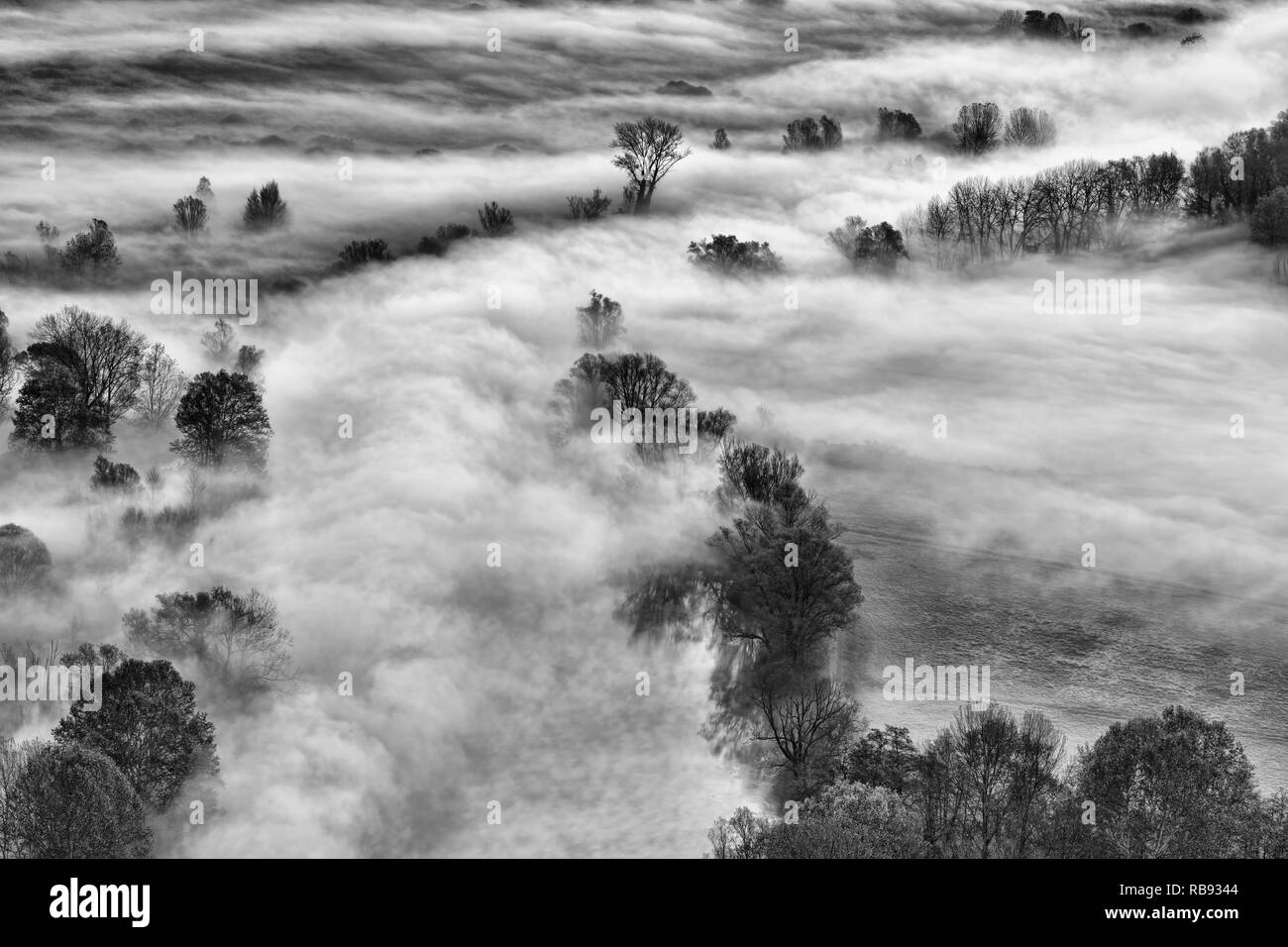 Bianco e nero paesaggio, Bosco Nebbioso di sunrise Foto Stock