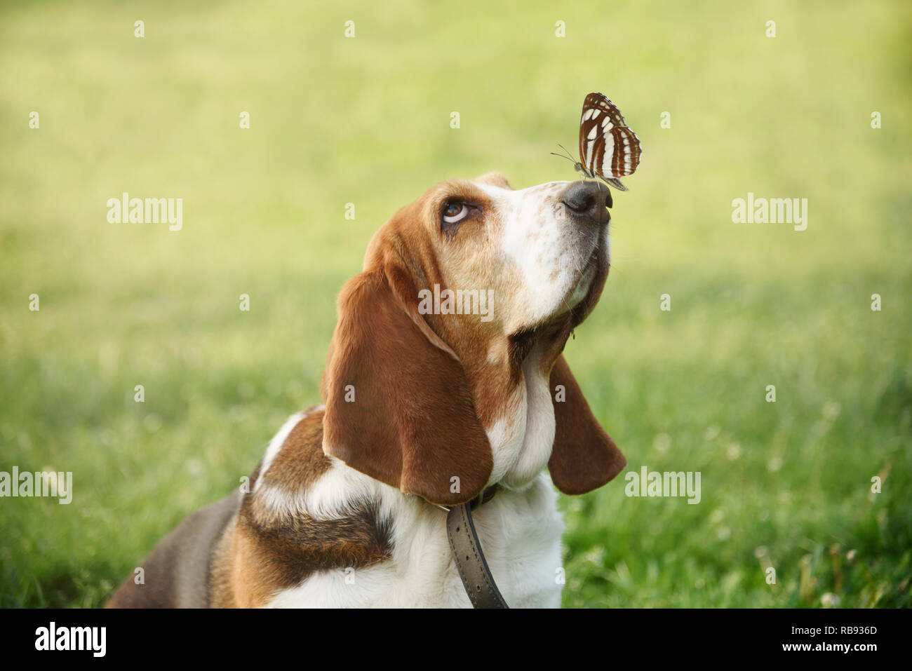 Carino divertente ritratto di cane con farfalla seduta sul suo naso. Adorabili basset pet avente il gioco e il divertimento nel parco. Verde sfondo bokeh di fondo. Foto Stock