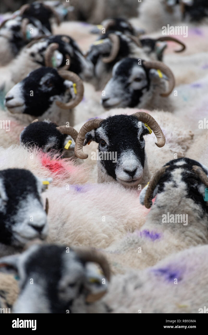 Gregge di pecore swlaedale in penne. Cumbria, Regno Unito. Foto Stock