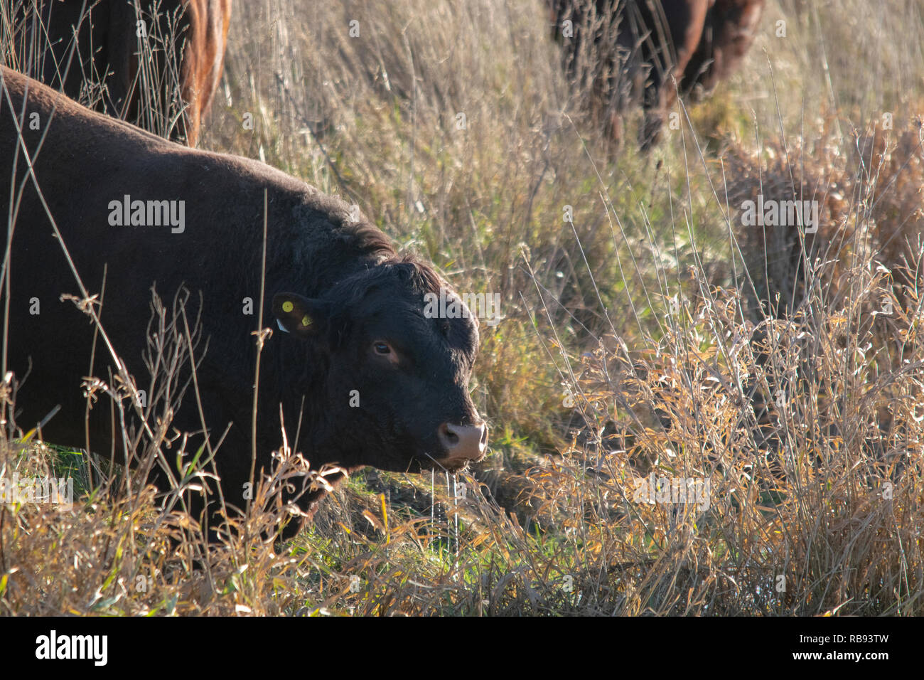 Bull bere Foto Stock