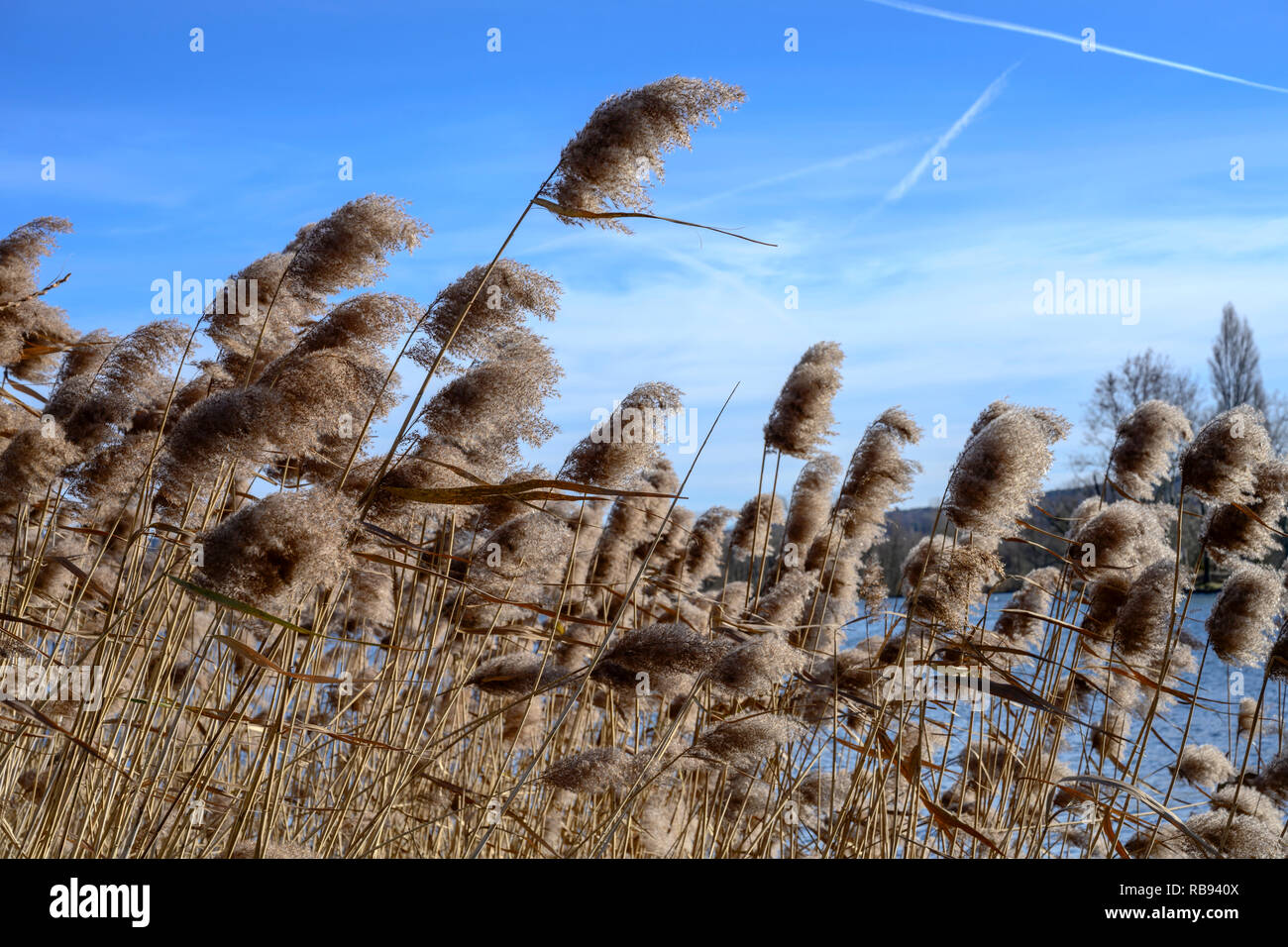 Un forte vento invernale scuote tussocks vicino al lago turistico villaggio storico sulla riva del lago Verbano, girato in inverno brillante luce ad Angera, Verbano, Foto Stock