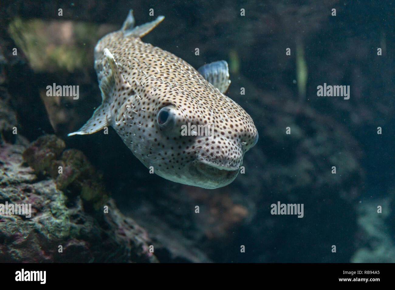 Carino il pesce palla a nuotare in un acquario Foto stock - Alamy