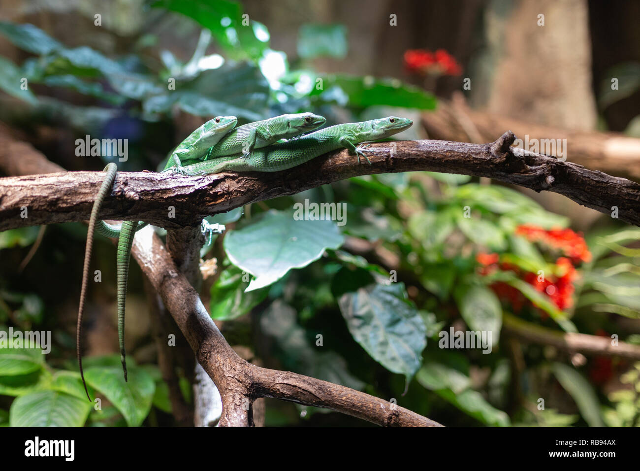Tre i ramarri in una pila presso lo zoo di Berlino Foto Stock
