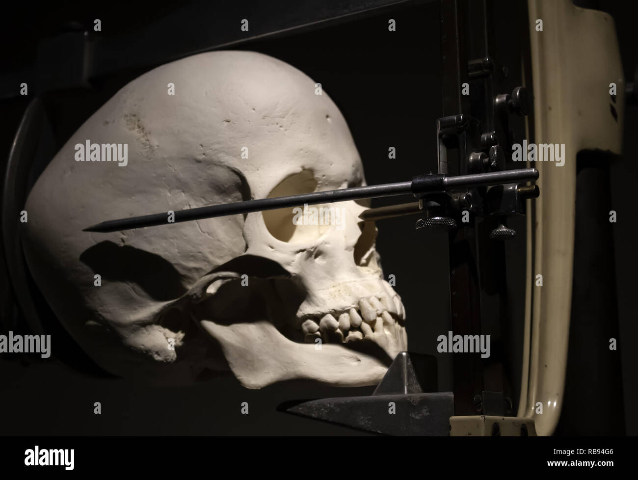 Cranio medica per gli studi di medicina, dettaglio Foto Stock