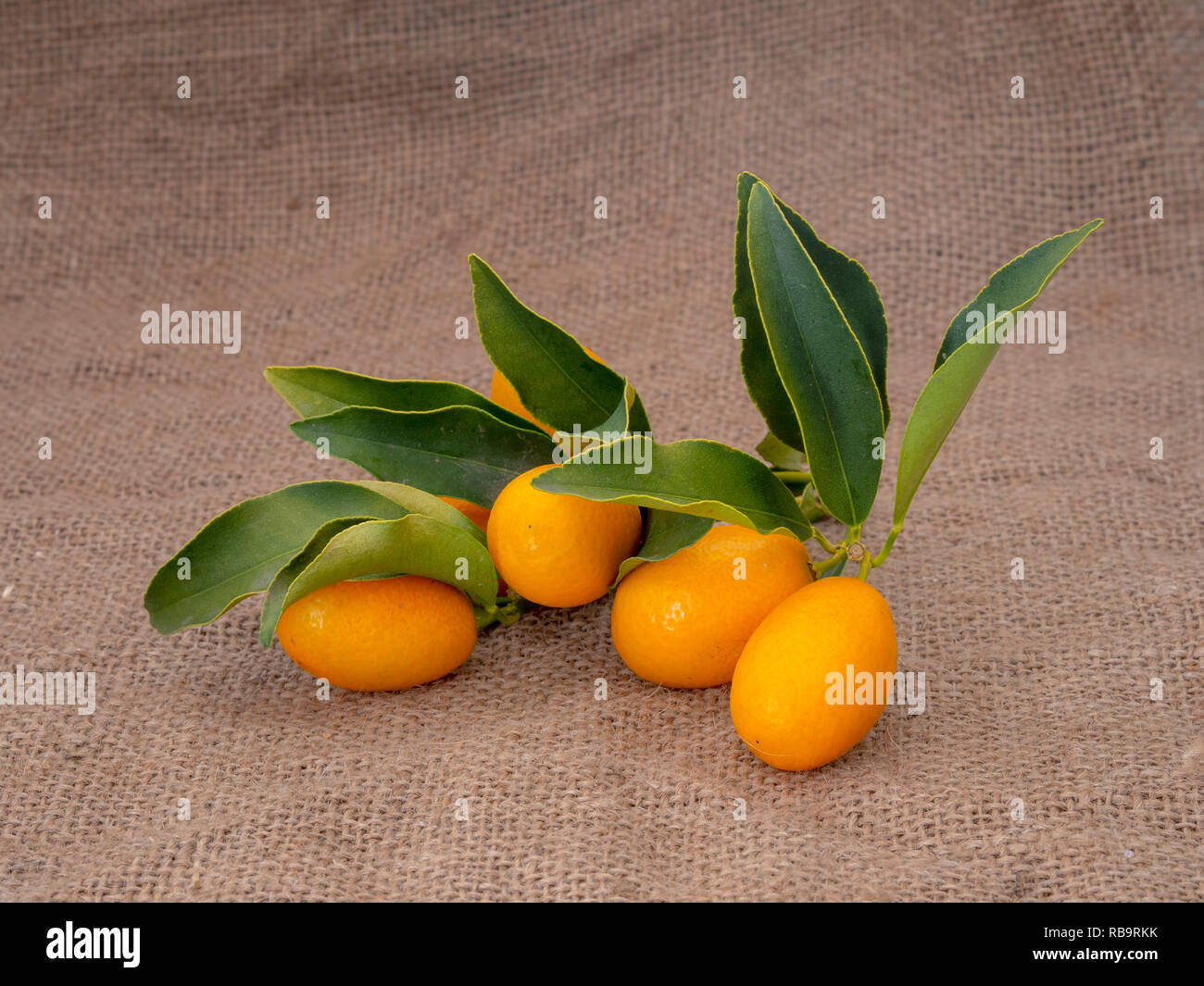 Kumquat, cumquat agrumi su hessian, con foglie. Freschi raccolti. Foto Stock