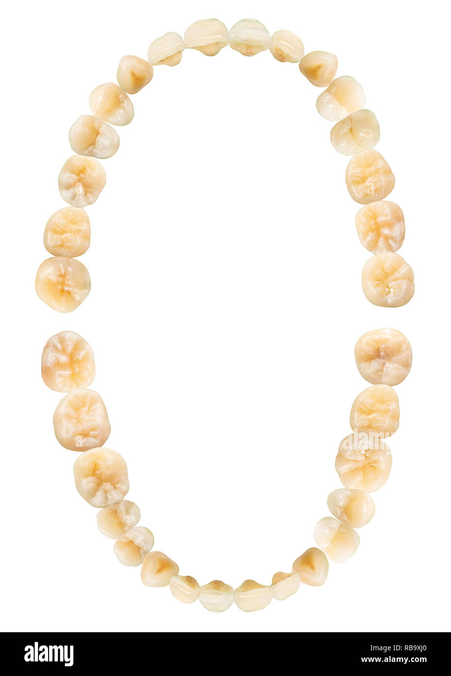 Schema di dente ( Fotografia ). Denti reale grafico . Vista superiore . isolato sfondo bianco . Foto Stock
