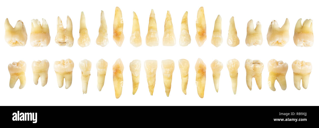 Schema di dente ( Fotografia ). Denti reale grafico . anteriore vista orizzontale . isolato sfondo bianco . Foto Stock