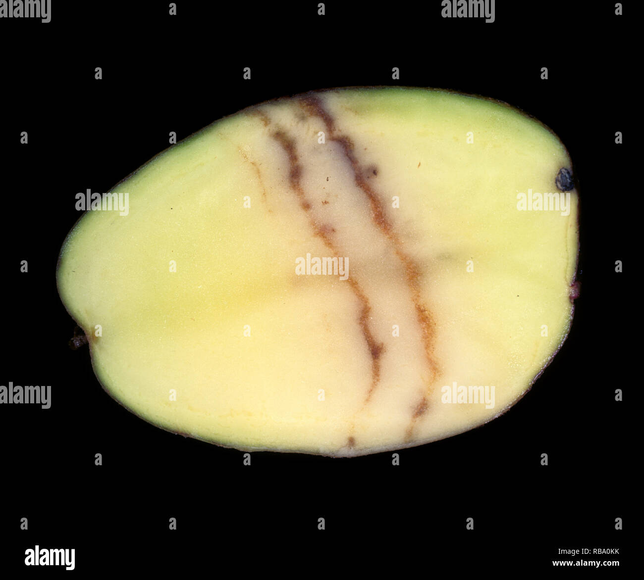 Spraing sintomo della fecola di patate mop top virus (PMTV) nella patata tubero sezione Foto Stock