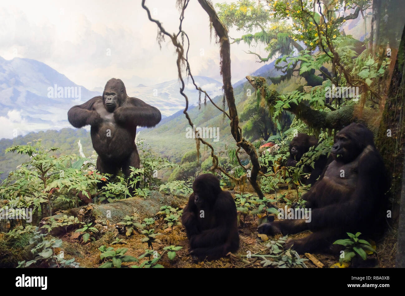 New York, New York, Stati Uniti d'America - 20 Giugno 2011: Gorilla dell Africa Centrale. Parte di una mostra al Museo Americano di Storia Naturale. Foto Stock