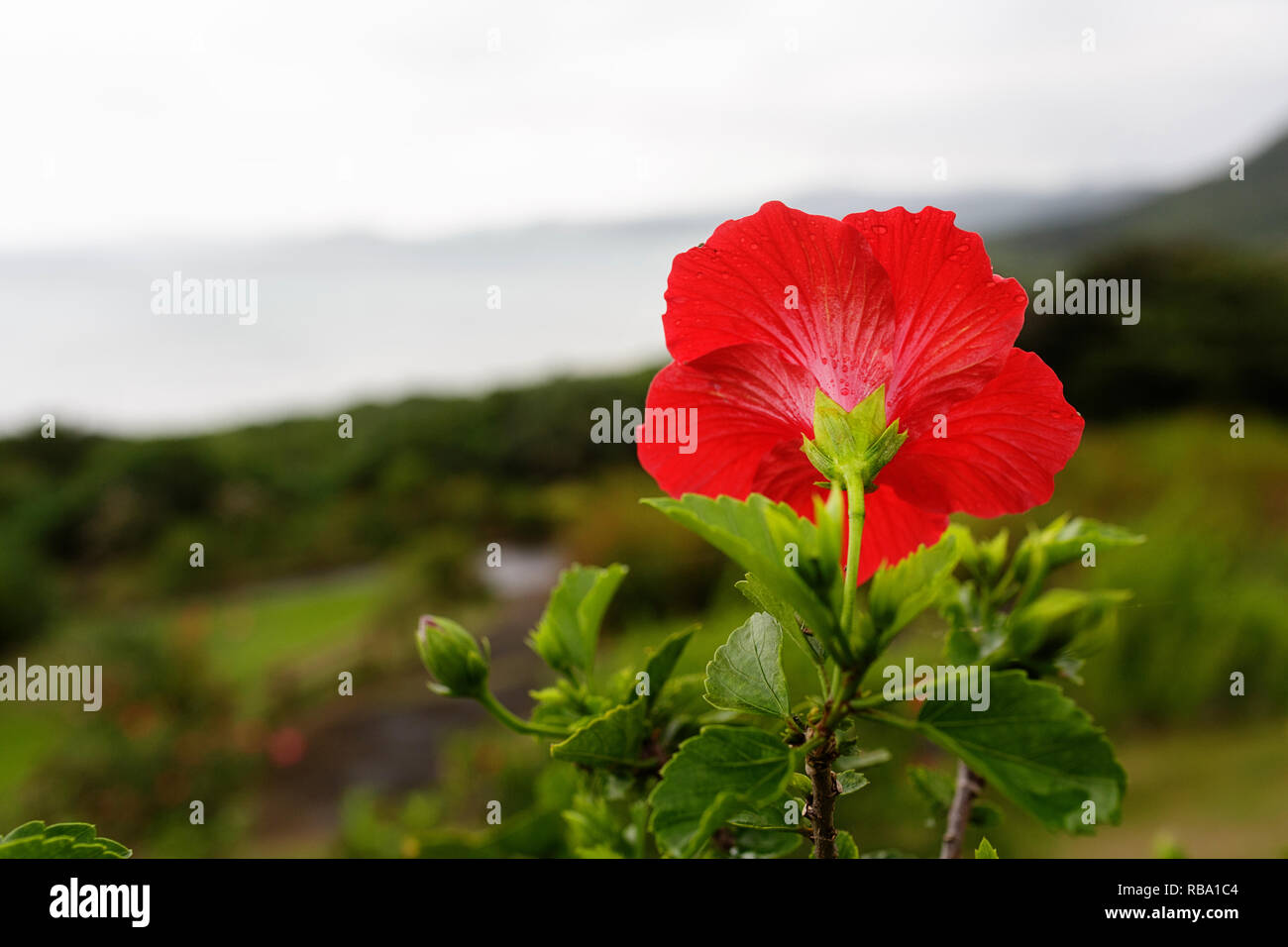 Rosso di fiori di ibisco Foto Stock