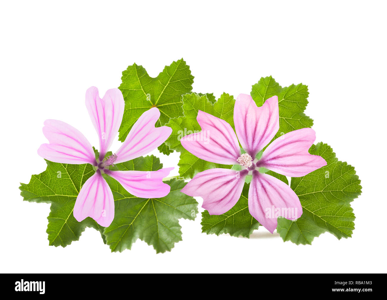 Malva fiori e foglie isolati su sfondo bianco Foto Stock