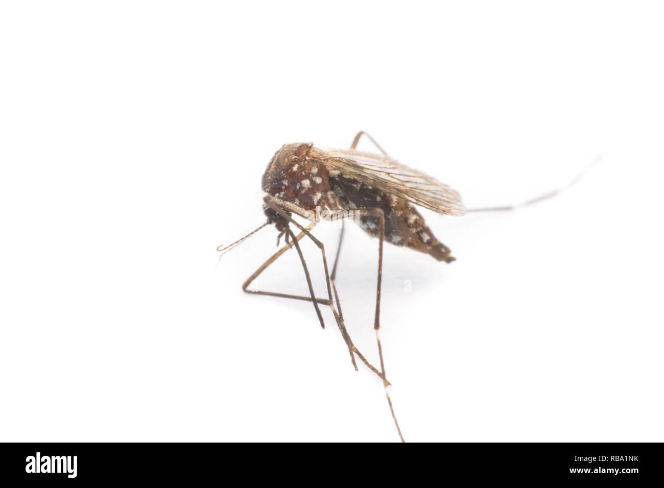 Close-up o la macro di una zanzara su sfondo bianco Foto Stock