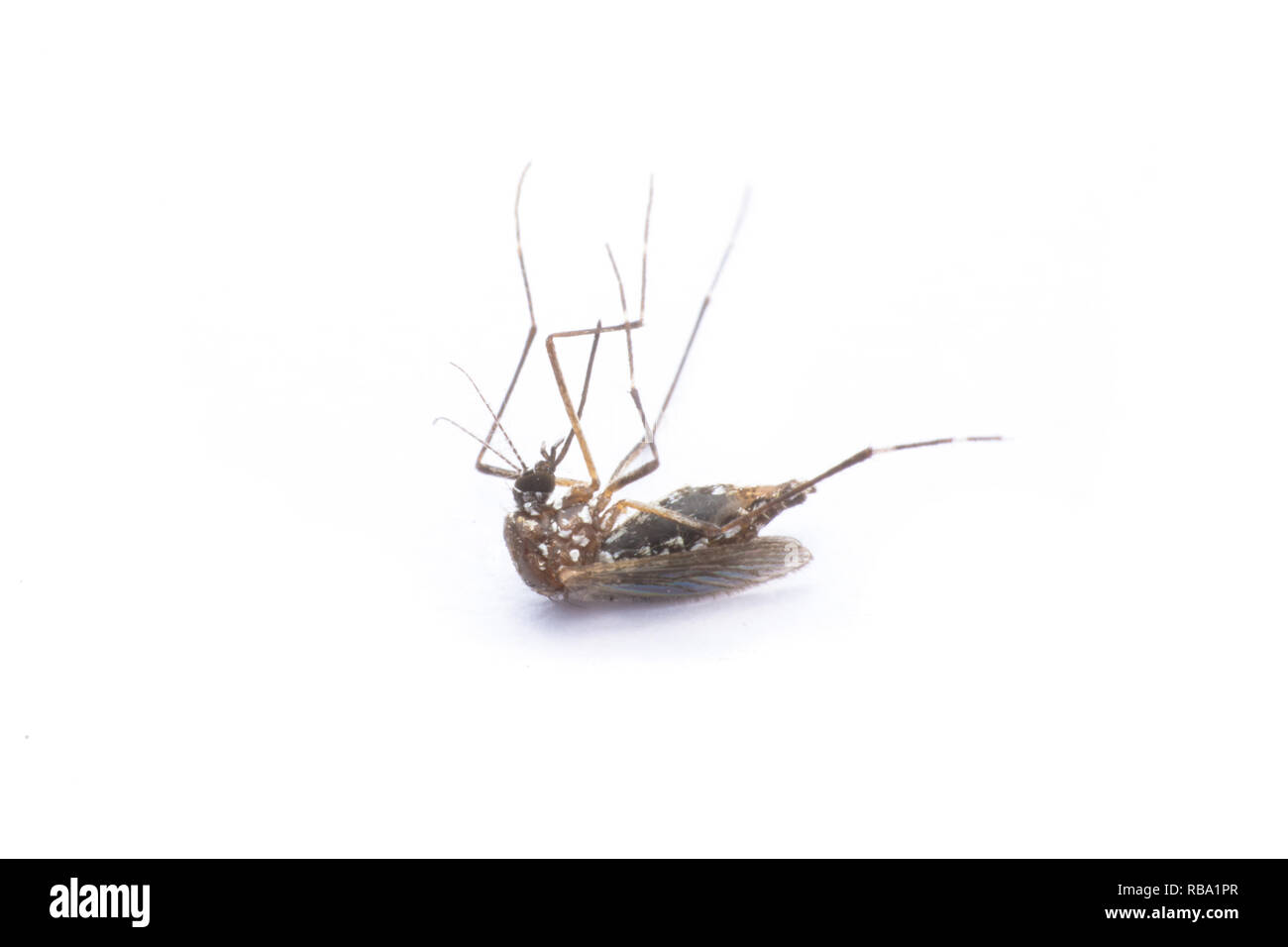 Close-up o la macro di una zanzara su sfondo bianco Foto Stock