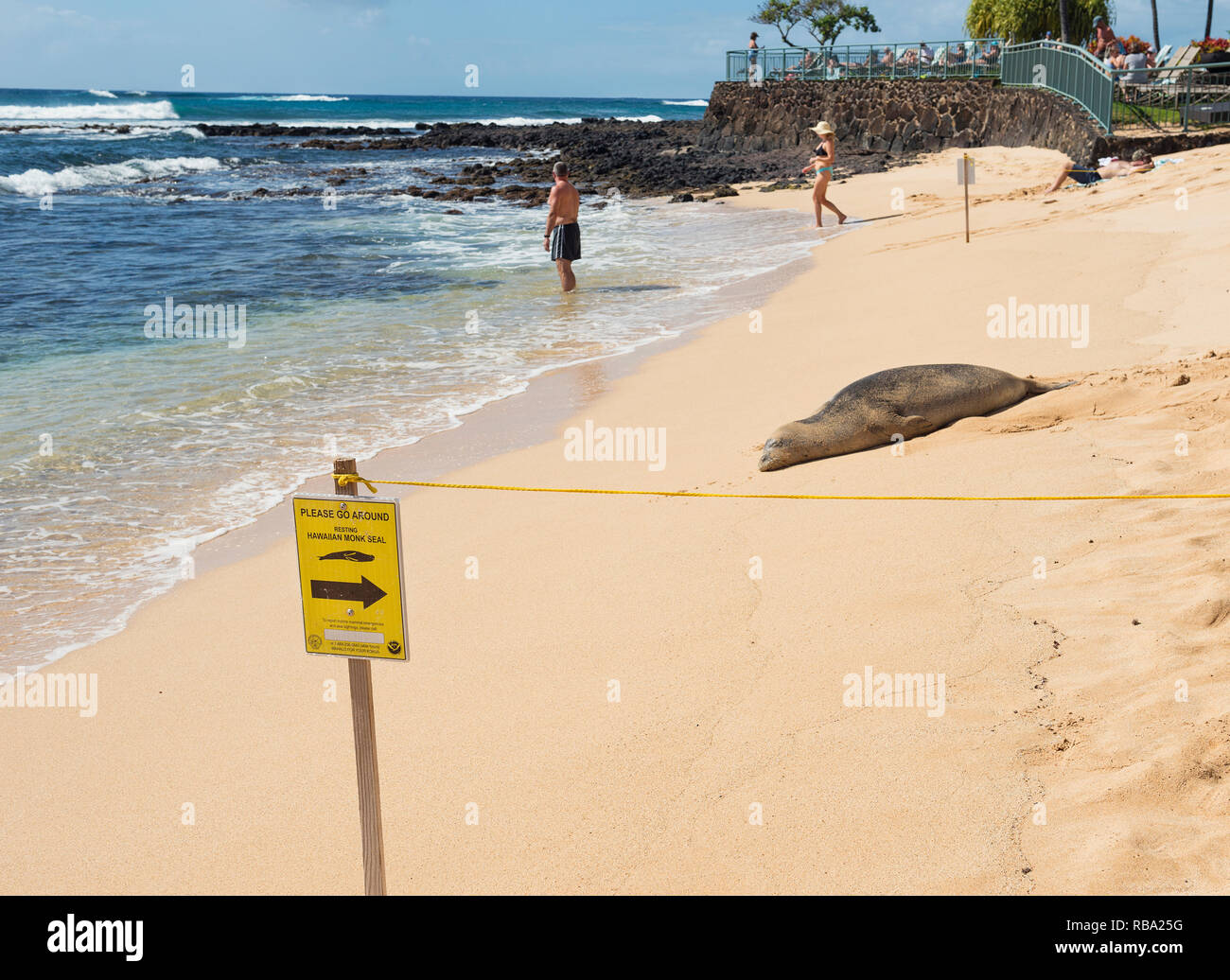 Un Hawaiian Foca monaca, Kauai, Poipu Beach Foto Stock