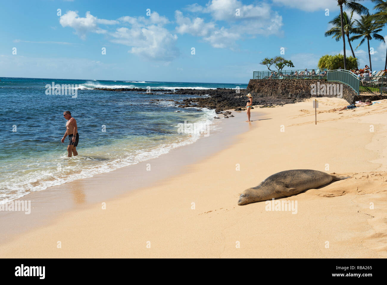 Un Hawaiian Foca monaca, Kauai, Poipu Beach Foto Stock