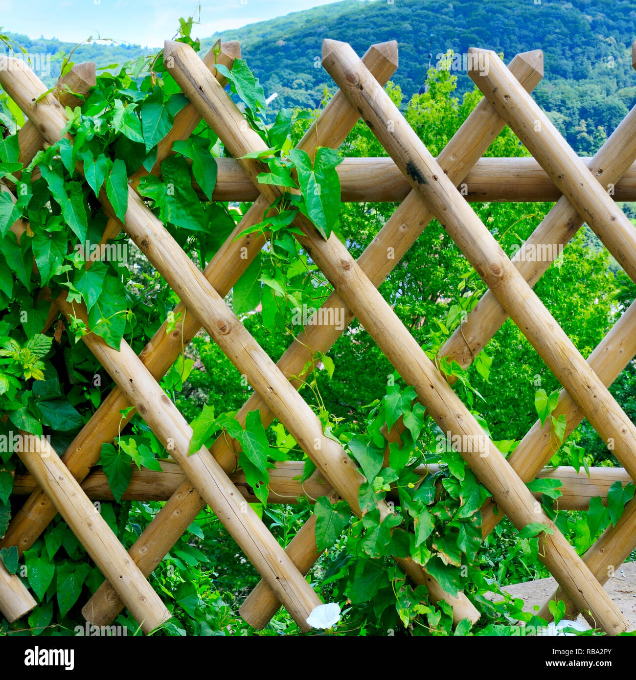 Staccionata in legno e piante verdi Foto Stock