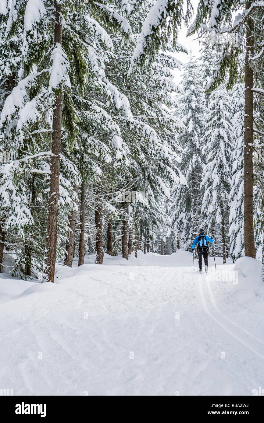 Una donna lo sci di fondo lungo un curato sentiero attraverso la coperta di neve alberi. Cabin Creek Snowpark, Washington Cascades, STATI UNITI D'AMERICA. Foto Stock