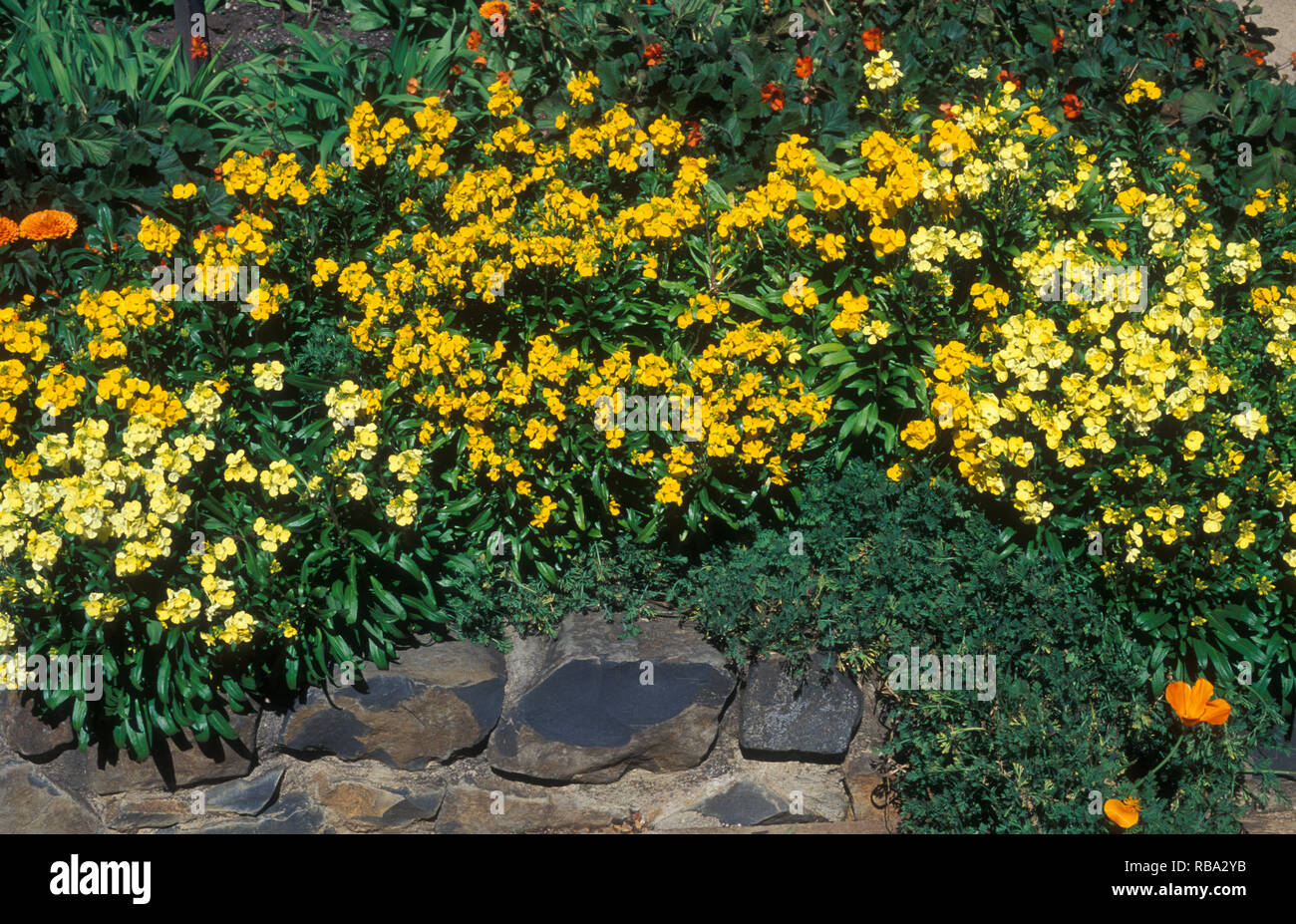 LETTO DI FIORI RIALZATI DI WALLFLOWERS GIALLI (CHEIRANTHUS CHEIRI) NOTO ANCHE COME AEGEAN WALLFLOWER O GILLYFLOWER. SYDNEY, AUSTRALIA. Foto Stock
