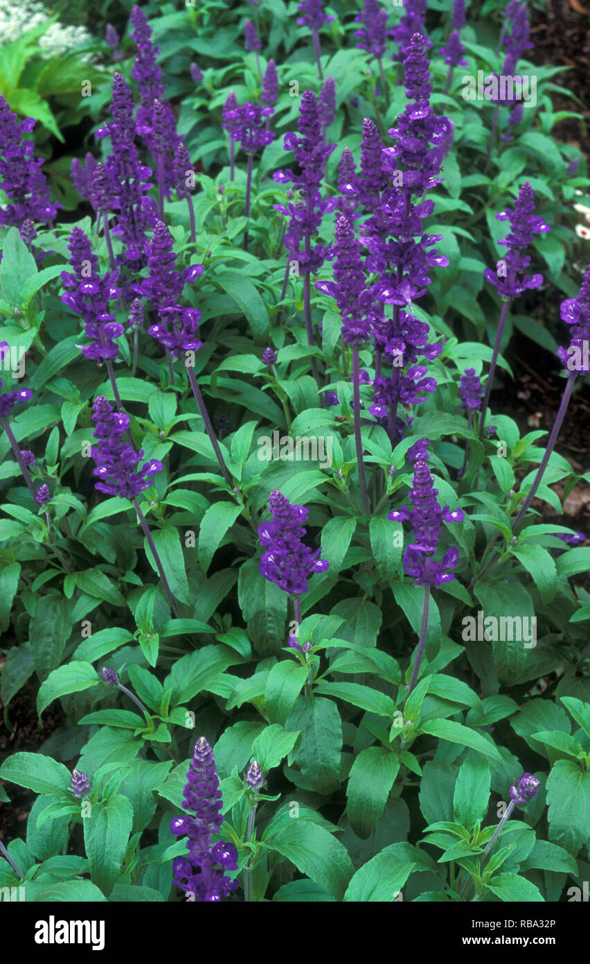 Fiori e fogliame di Salvia farinacea, 'Victoria Blue' noto anche come salvia mealycup, salvia mealy o salvia blu, un'erbacea perenne originaria del Messico. Foto Stock