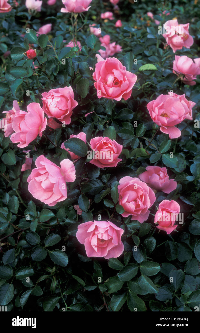 Le rose rosa (rosa) "SUMMER BREEZE' Foto Stock