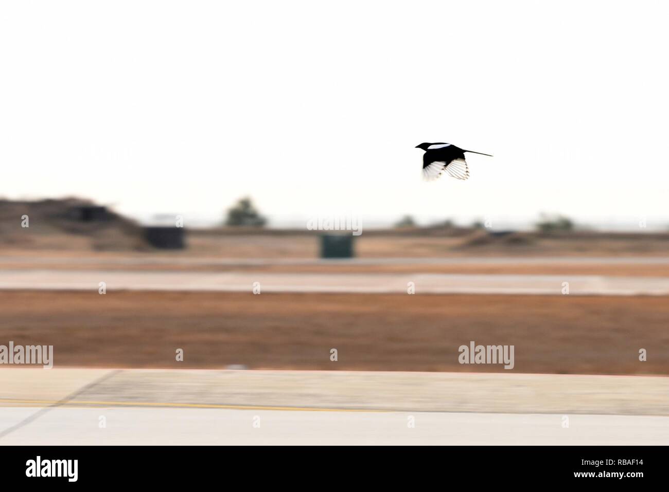 Una gazza vola vicino alla linea di volo a Kunsan Air Base, Repubblica di Corea, Dic 17, 2018. Gazze, oche e colombe sono tra i più comuni tipi di uccelli che l'Uccello e della fauna selvatica aerei sciopero gruppo di pericolo chiaro dalla pista per consentire un sicuro decolli. Foto Stock