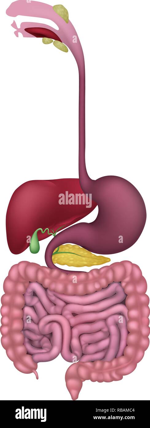 Apparato gastrointestinale apparato digestivo umano Illustrazione Vettoriale