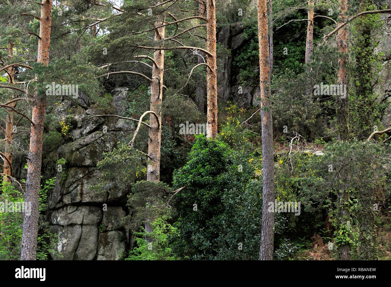 Altitudine foresta dal portoghese splendido parco naturale di Peneda-Geres Foto Stock