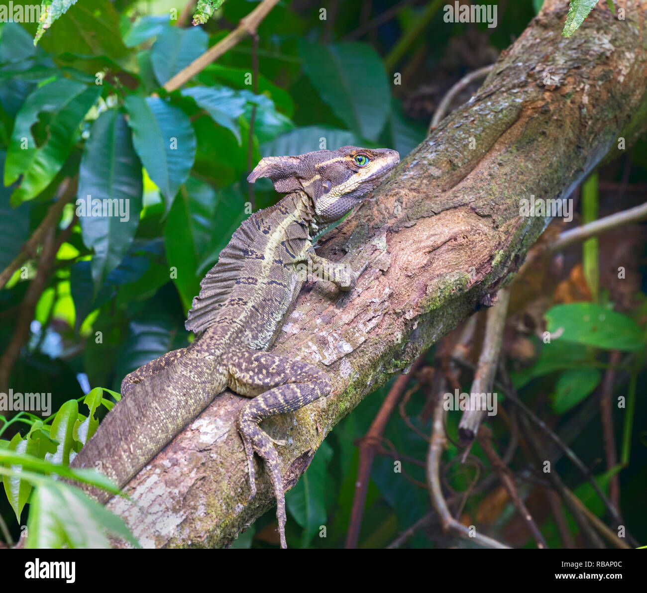 Adulto o marrone striato basilisco (Basiliscus vittatus) a foresta pluviale, Quepos, Costa Rica Foto Stock