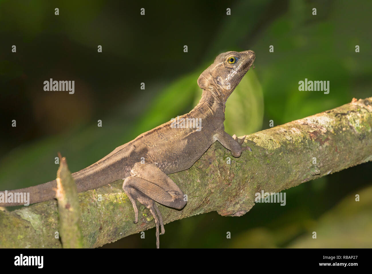 Marrone o Striped basilisco (Basiliscus vittatus) a foresta pluviale, Quepos, Costa Rica Foto Stock