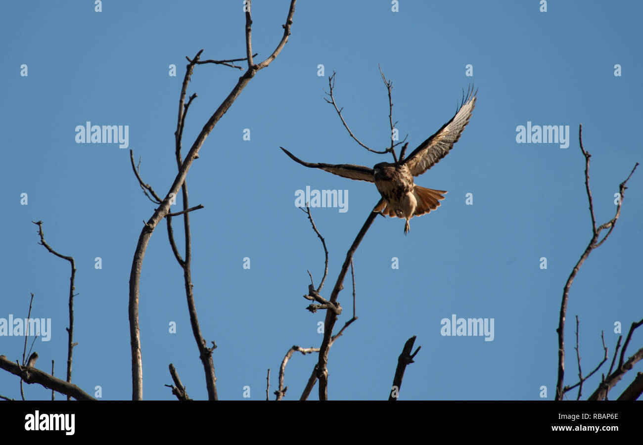Stati Uniti - Dicembre 3, 2018: un rosso-tailed hawk prende il volo lungo la strada Greengarden in Western Loudoun County. (Foto di Douglas Graham/WLP) Foto Stock