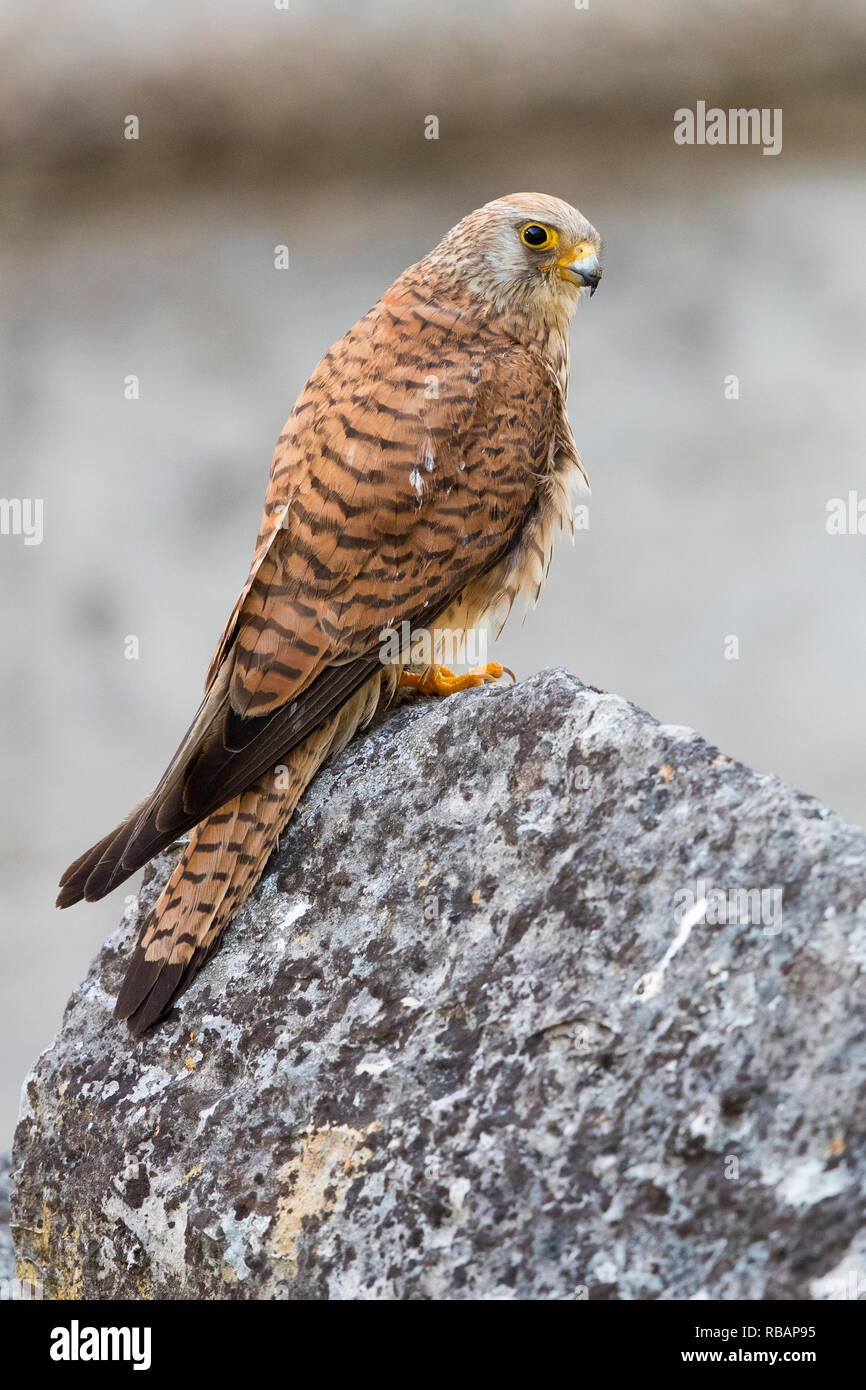 Grillaio (Falco naumanni), femmina adulta arroccata su una roccia a Matera Foto Stock