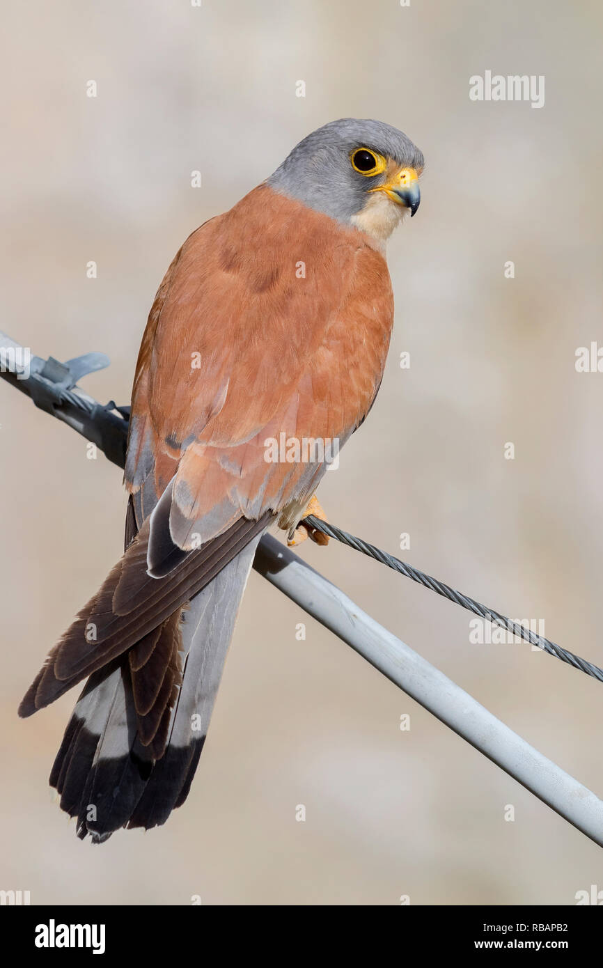 Grillaio (Falco naumanni), maschio adulto arroccato su un filo a Matera  Foto stock - Alamy