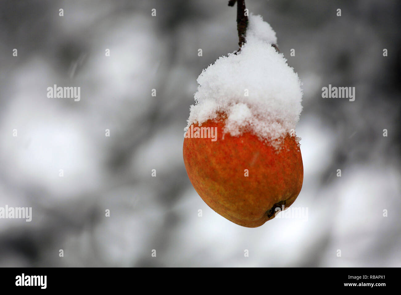 Apple naturale coperta di neve fresca in un giardino di inverno Foto Stock