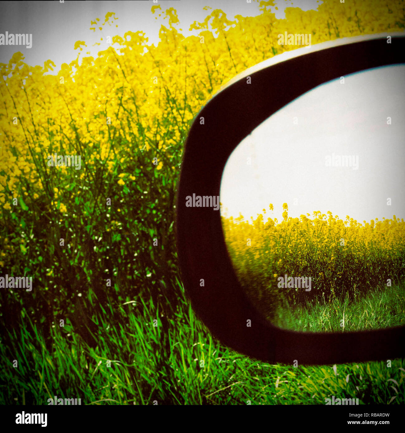 Specchio auto da un campo di fiori Foto Stock