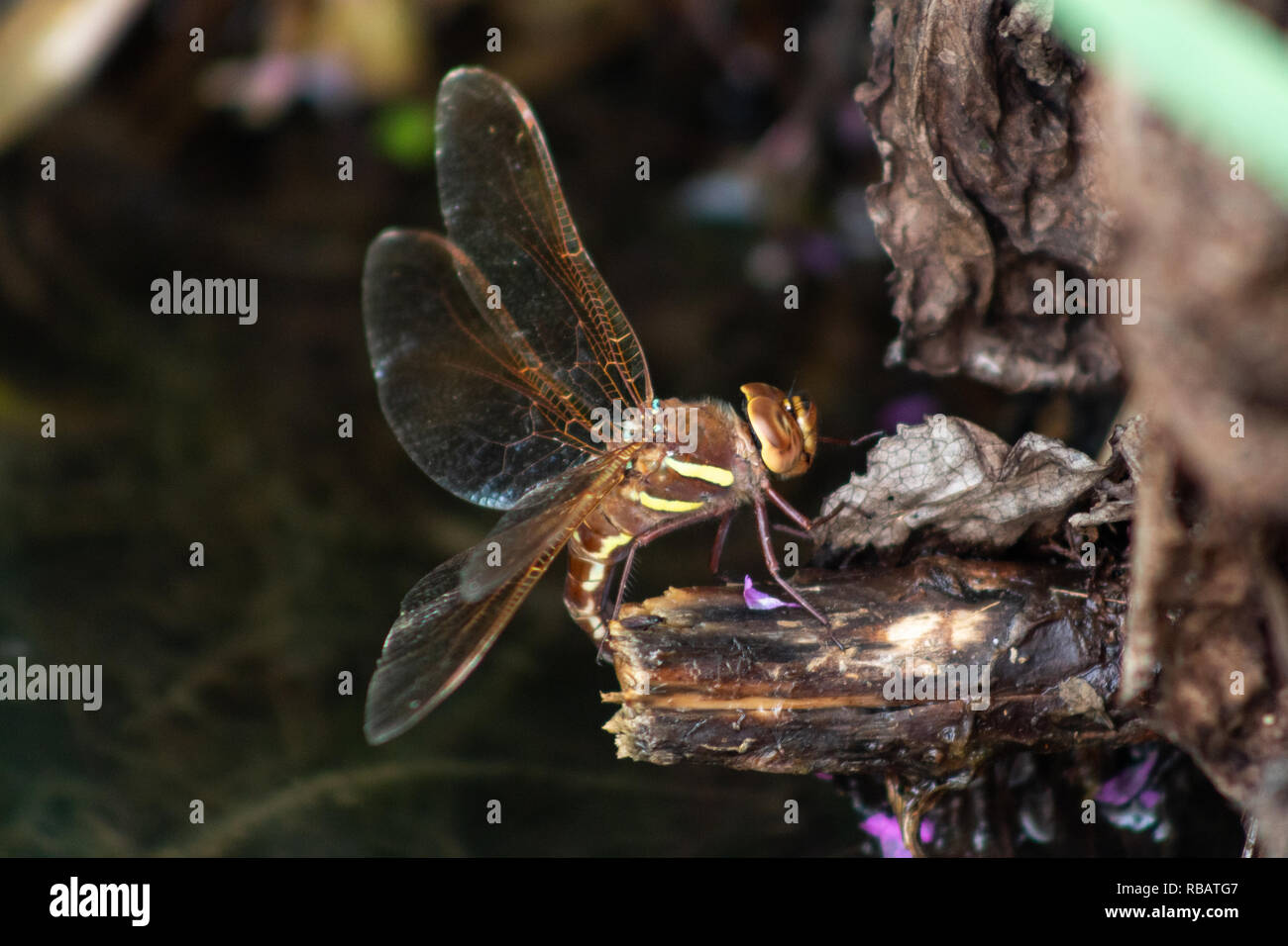 Marrone femmina Hawker Dragonfly deposizione delle uova Foto Stock