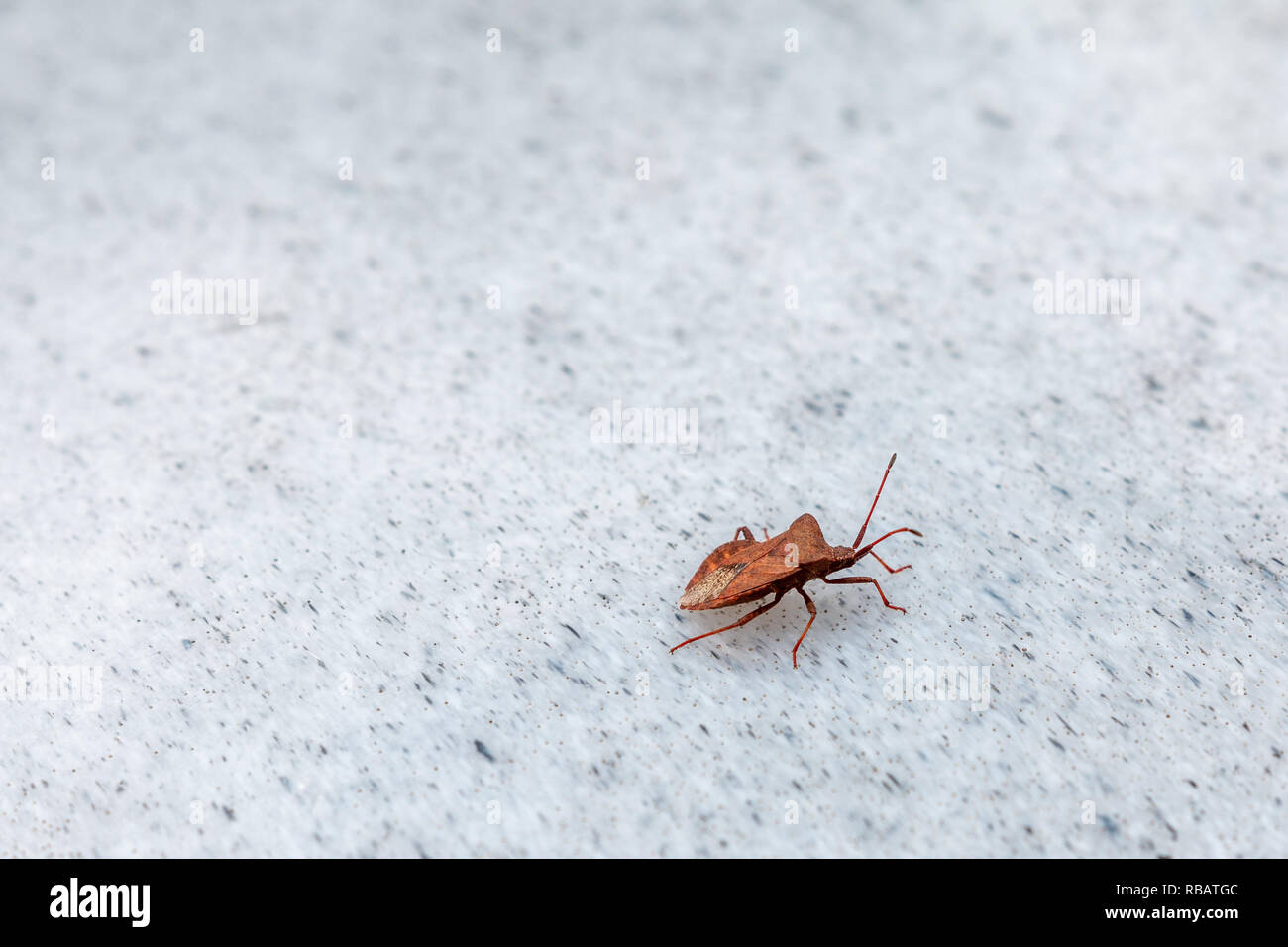 Protezione marrone bug in appoggio su un sfondo di plastica Foto Stock