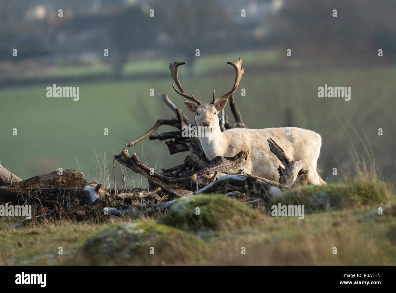 Daini, Berkeley Deer Park, Gloucestershire Foto Stock