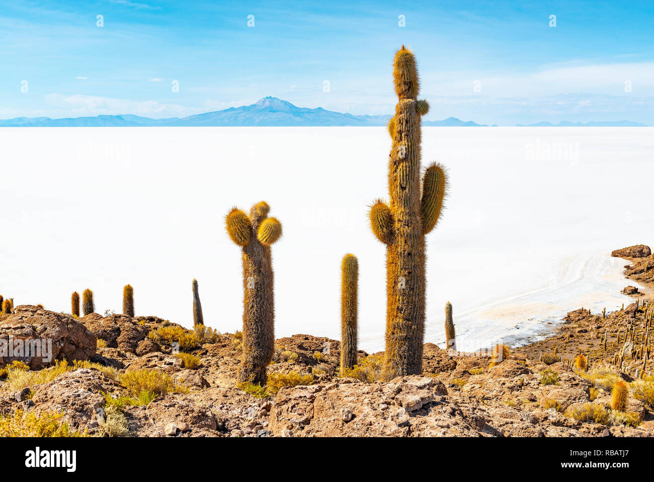 Giant Atacama cactus su Incahuasi isola con una vista sopra il Salar de Uyuni (sale di Uyuni piane) nell'altipiano della Bolivia, Sud America. Foto Stock