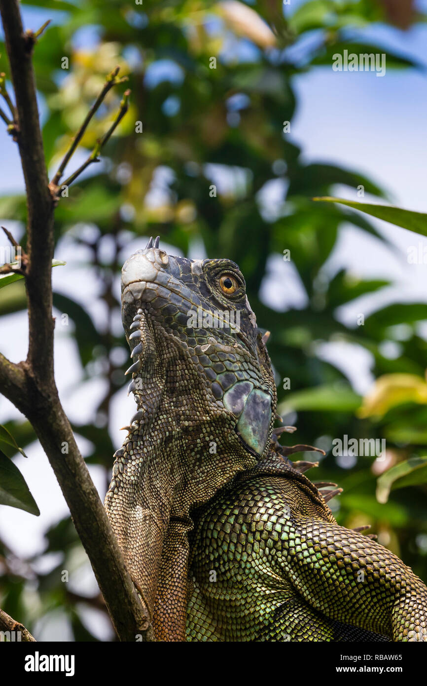 Iguana verde, in Costa Rica Rain Forest Foto Stock