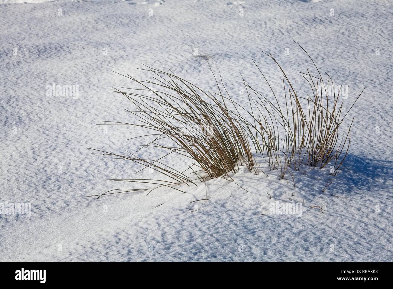 Erbe nella neve Peak District National Park Regno Unito Foto Stock