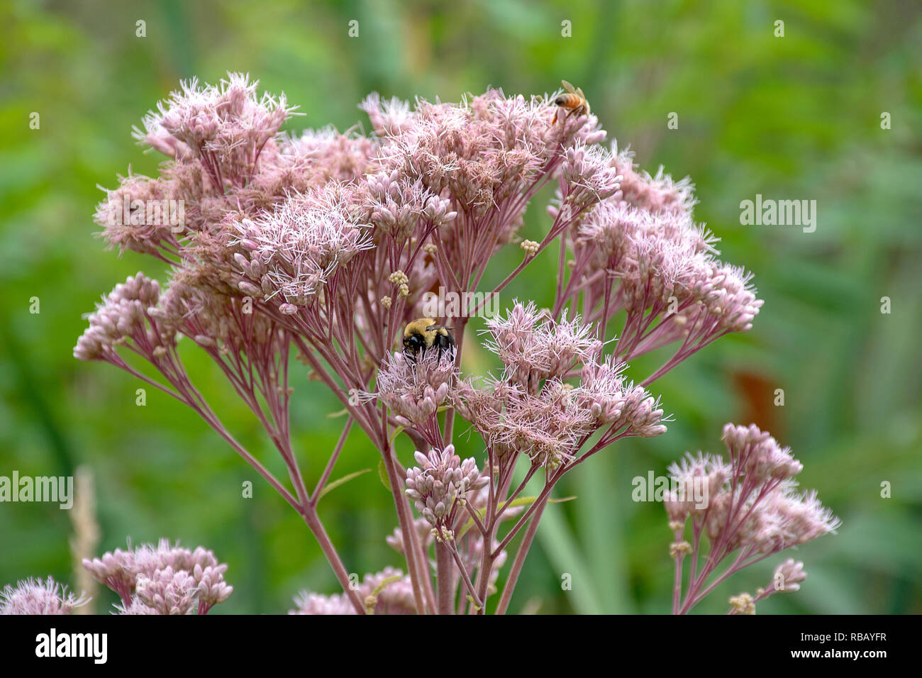 Bumble Bee e miele delle api in rosa milkweed impianto Foto Stock