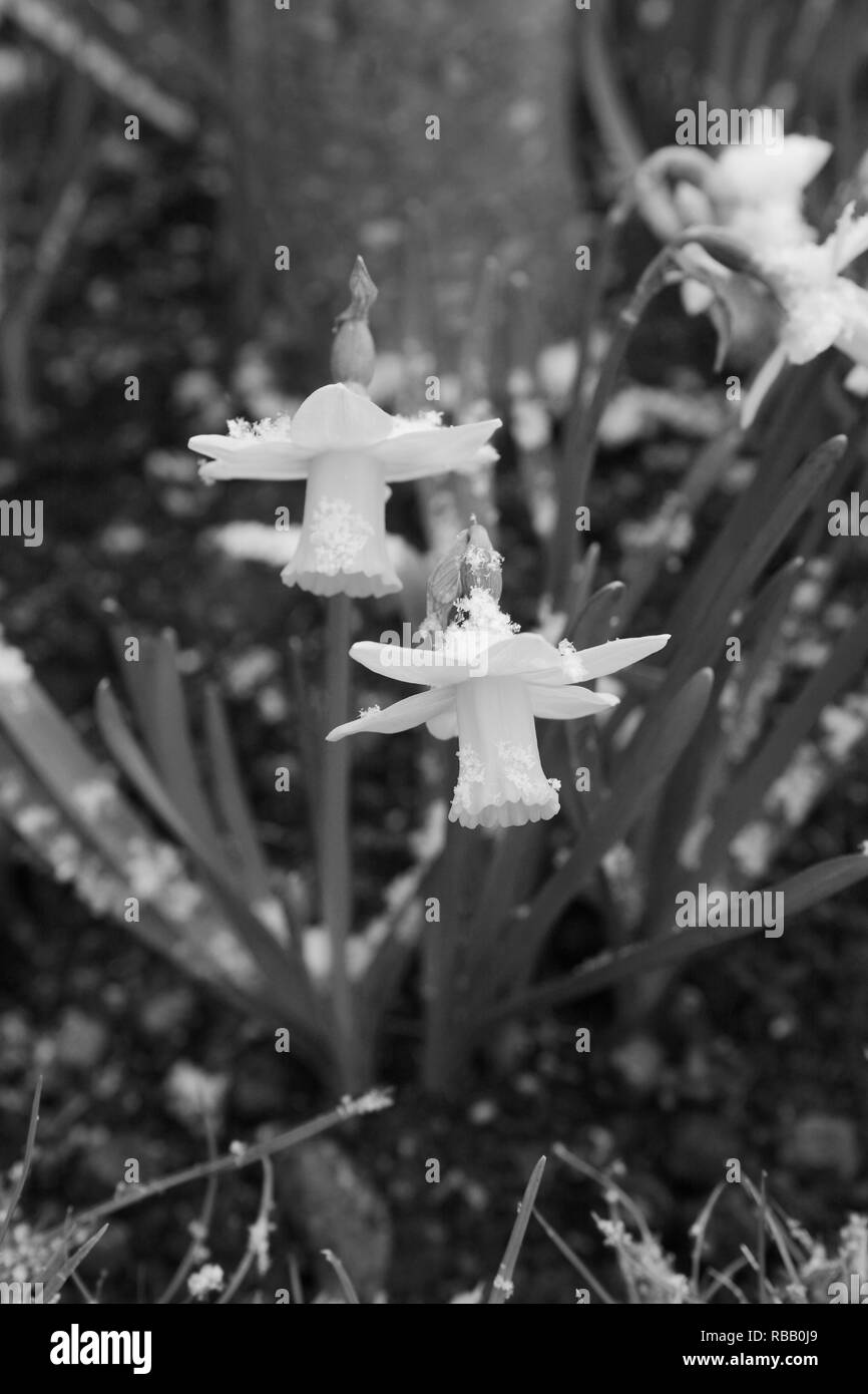 Due molle di narcisi spolverato con luce di neve in un letto di fiori - elaborazione monocromatica Foto Stock