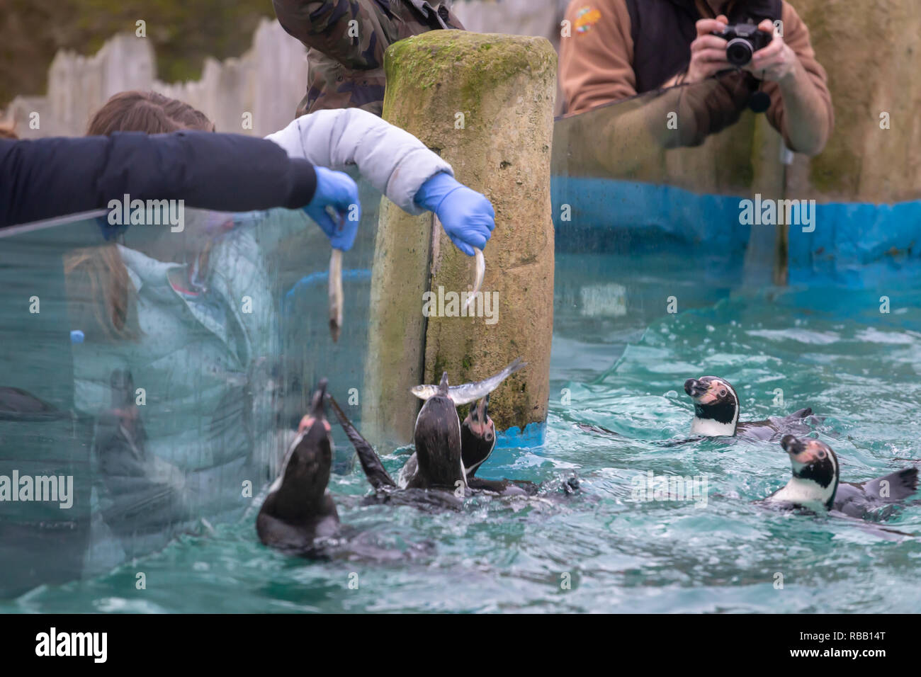 Alimentazione di pesce per i pinguini Humboldt in piscina a Chessington World of Adventures Foto Stock