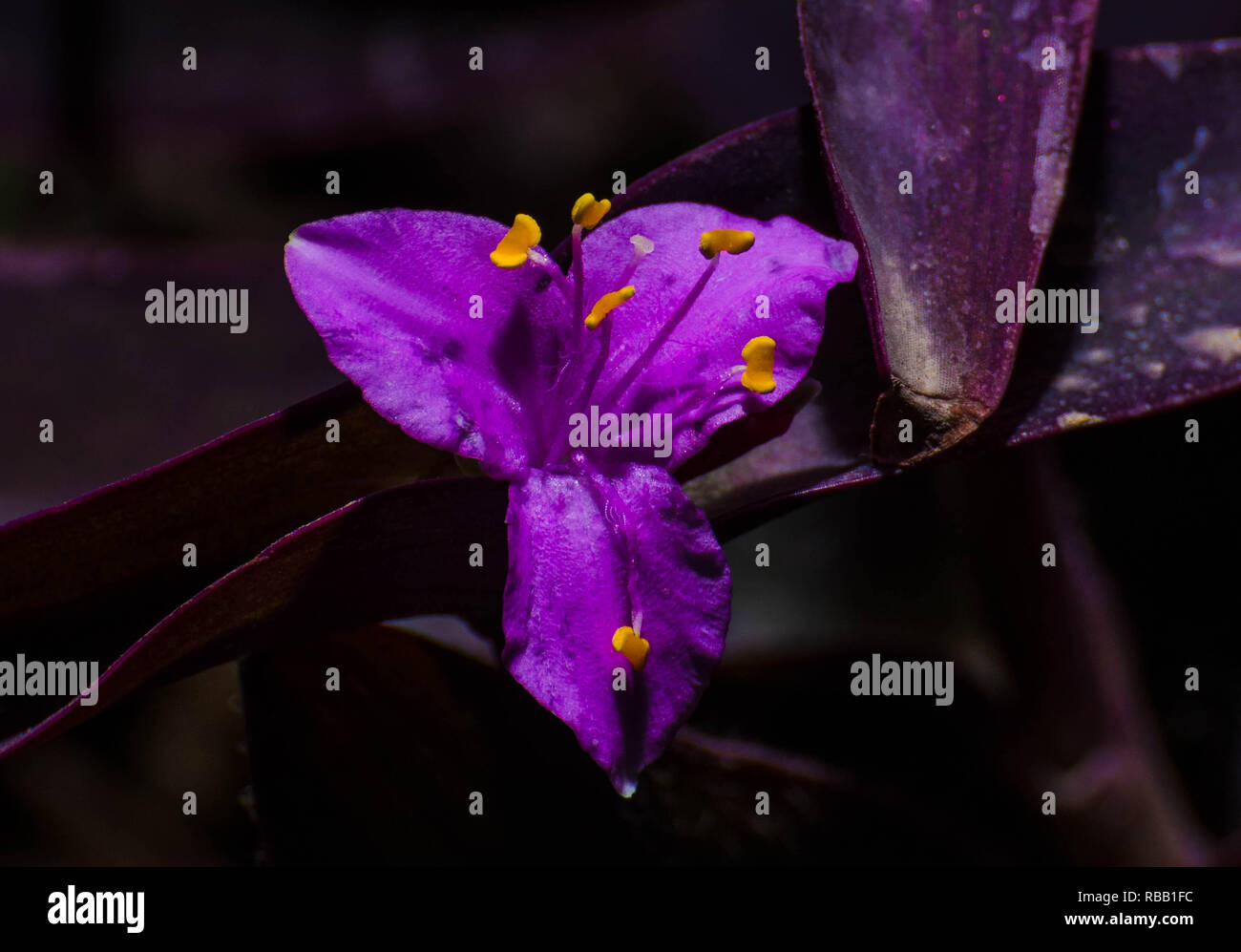 Cuore viola Blossom Foto Stock