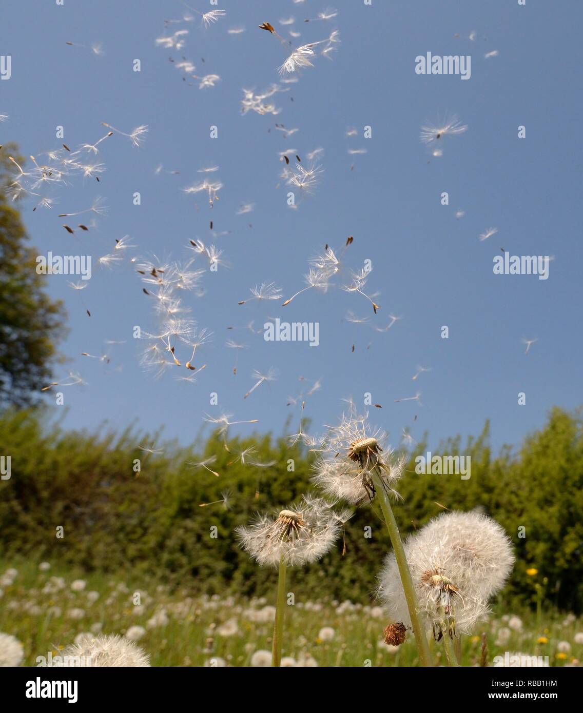 Tarassaco (Taraxacum officinale) semi dispersione per il vento in un prato di fieno, Wiltshire, Regno Unito, maggio. Foto Stock