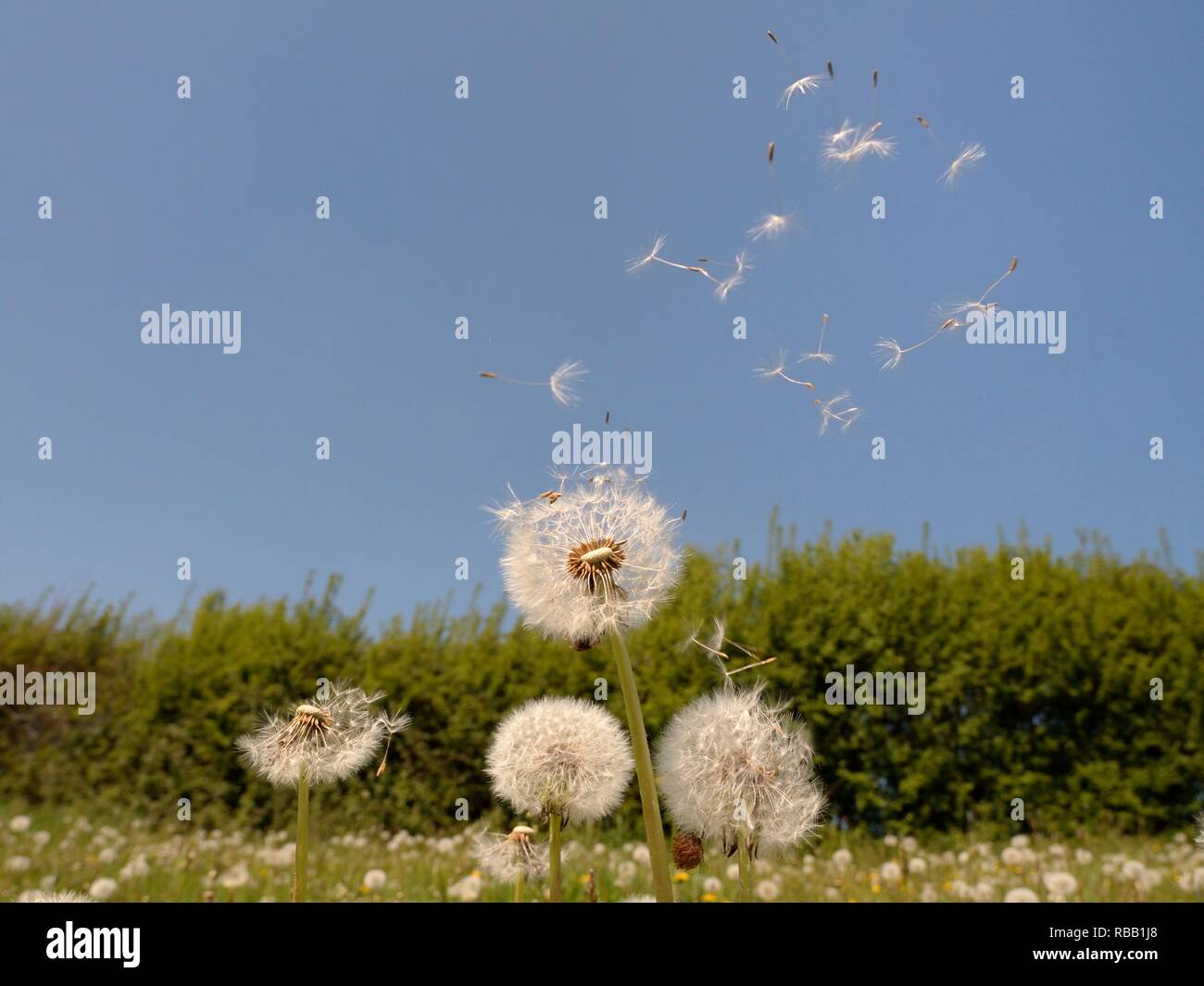 Tarassaco (Taraxacum officinale) semi dispersione per il vento in un prato di fieno, Wiltshire, Regno Unito, maggio. Foto Stock