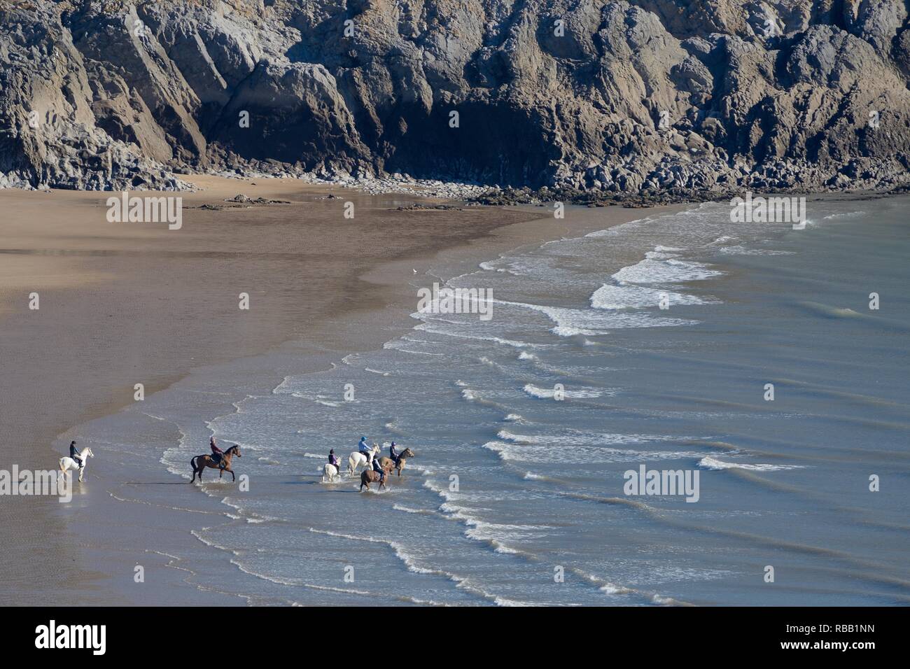 Panoramica di un gruppo di cavalli (Equus caballus) essendo cavalcato in mare poco profondo e acqua lappatura di una spiaggia con la bassa marea, Three Cliffs Bay, il Gower, Wales, Regno Unito Foto Stock