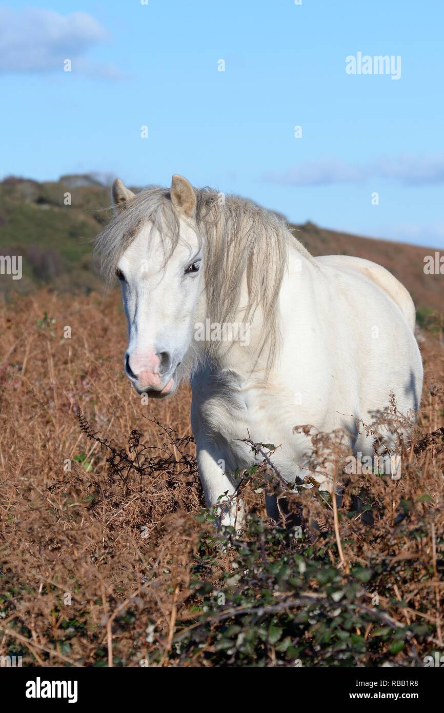 Welsh mountain pony (Equus caballus) in piedi nella brughiera, La Penisola di Gower, Wales, Regno Unito, ottobre. Foto Stock