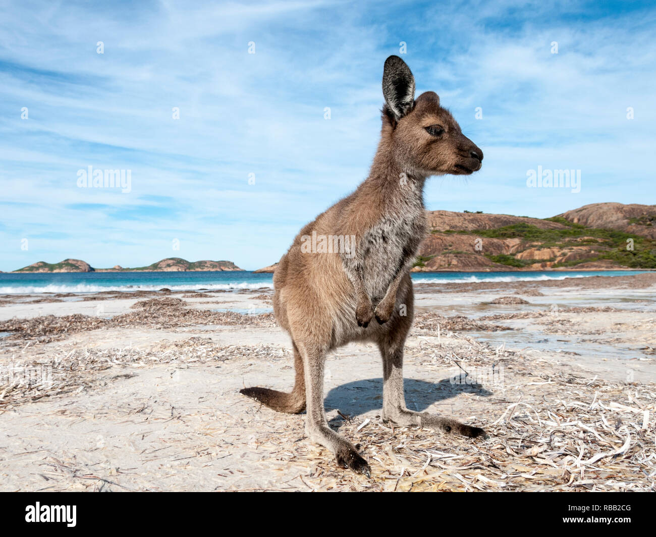 Wild kangaroo sulla spiaggia in Australia Foto Stock